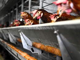 Πτηνοτροφία